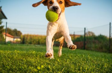 İzmir Köpek Oteli