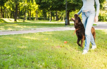 Köpeklerde İleri İtaat Eğitimi Nedir