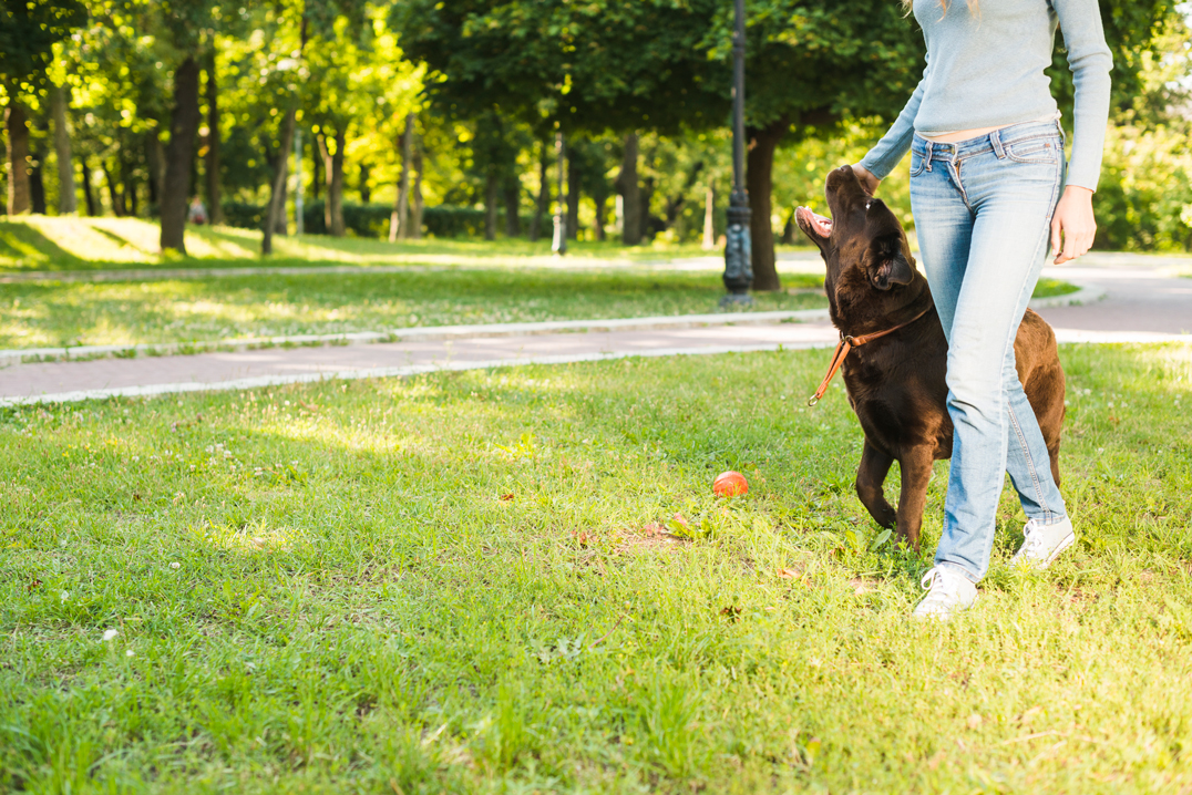 Köpeklerde İleri İtaat Eğitimi Nedir