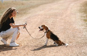 köpeklerde temel itaat eğitimi nedir