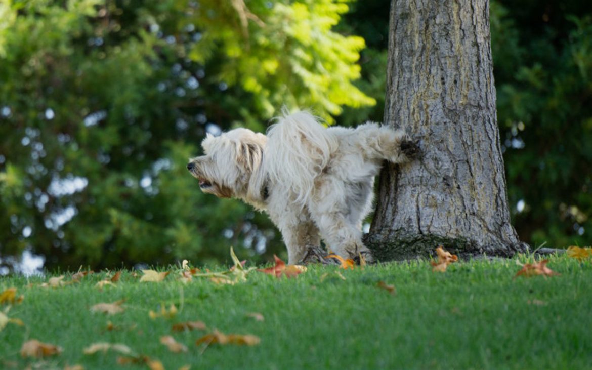 köpeklerde tuvalet eğitimi