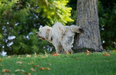 köpeklerde tuvalet eğitimi