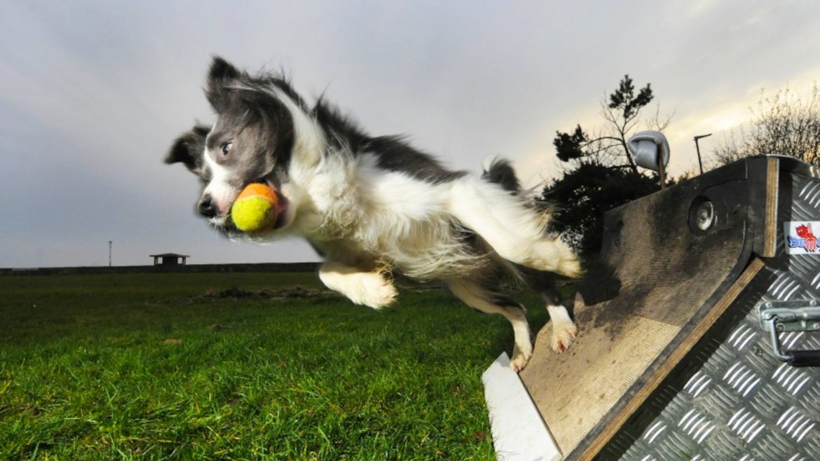 Köpekli Sporlar